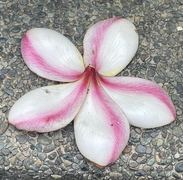 Frangipani 