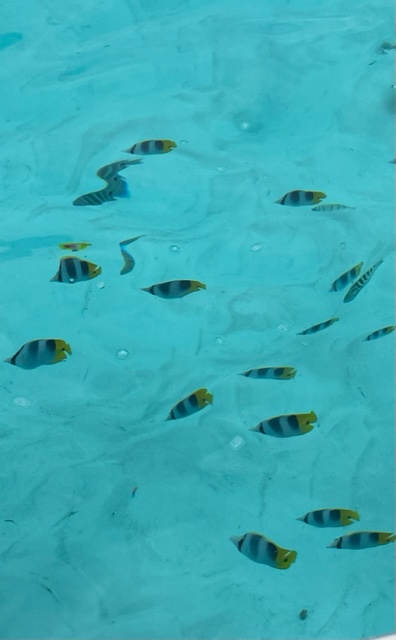 Fish in Moorea French Polynesia 