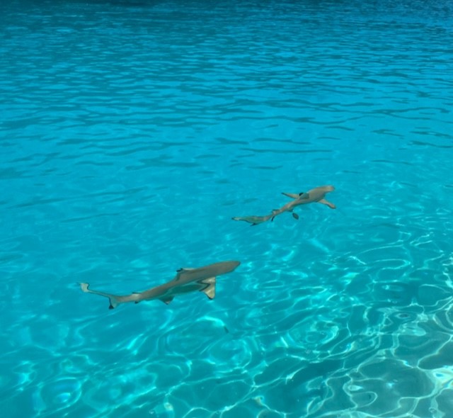 Sharks in Moorea French Polynesia 