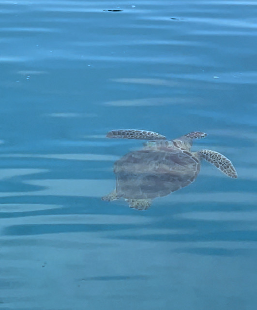 Turtle, Moorea French Polynesia 